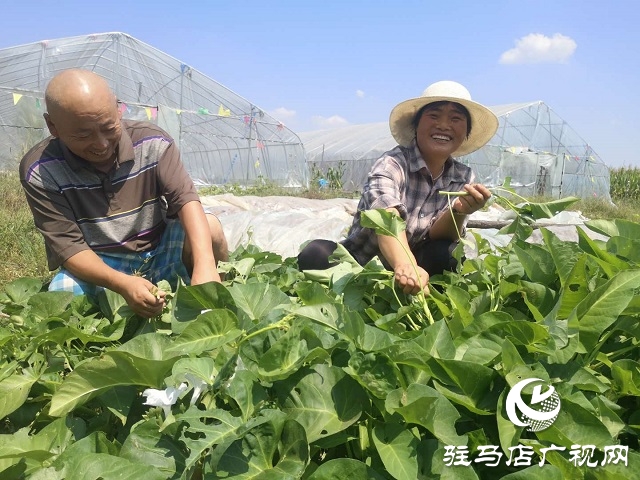 驛城區朱古洞鄉：瞄準“餐桌”經濟 帶民脫貧奔小康