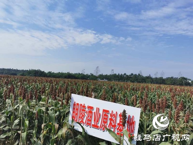 朗陵灌酒打造訂單農業助農增收