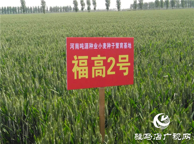 噸源種業召開“福高2號”播種現場會