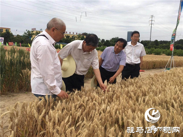 噸源種業召開“福高2號”播種現場會
