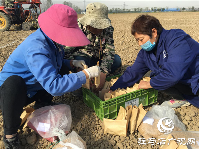 駐研種業小麥試驗田開播
