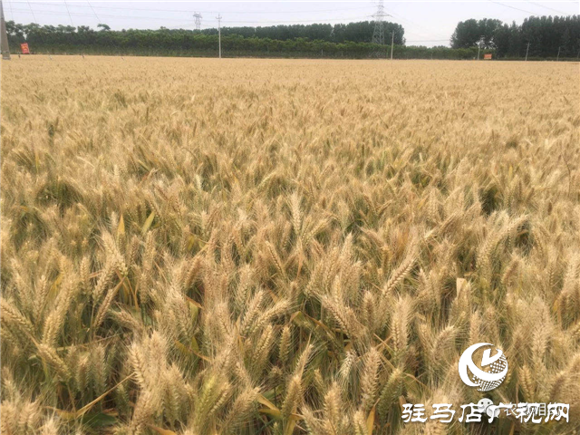 噸源種業召開“福高2號”播種現場會