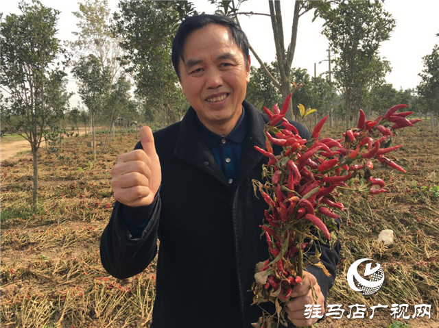 攜手北沃 見(jiàn)證豐收 ——北沃高鈣肥再顯神威，表現(xiàn)驚艷眾人！