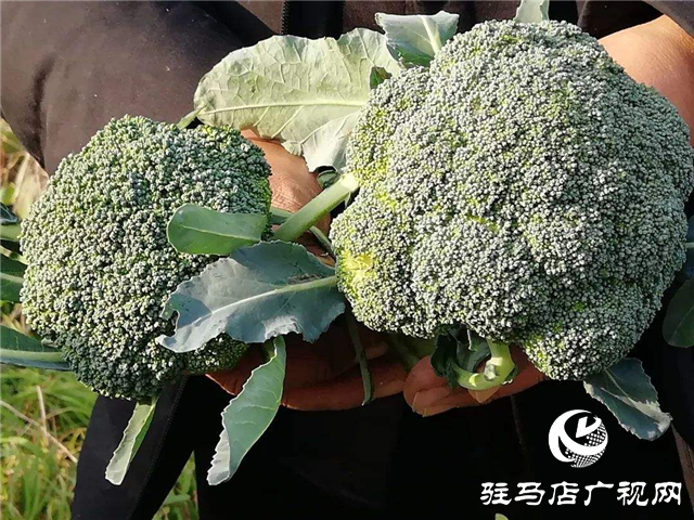 攜手北沃 見(jiàn)證豐收 ——北沃高鈣肥再顯神威，表現(xiàn)驚艷眾人！