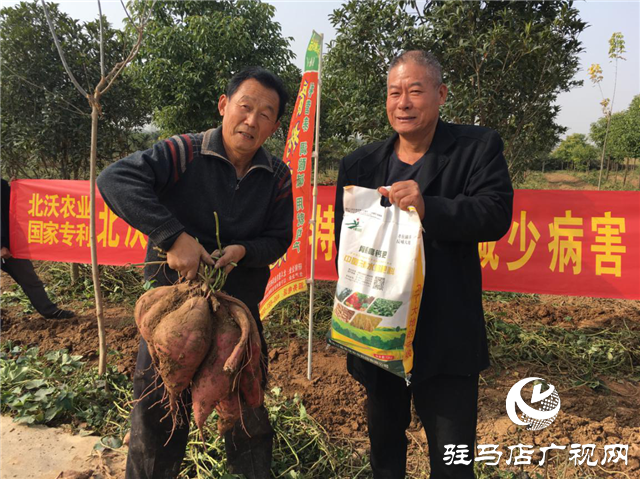 攜手北沃 見(jiàn)證豐收 ——北沃高鈣肥再顯神威，表現(xiàn)驚艷眾人！