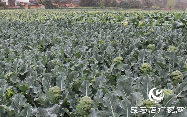 攜手北沃 見(jiàn)證豐收 ——北沃高鈣肥再顯神威，表現(xiàn)驚艷眾人！