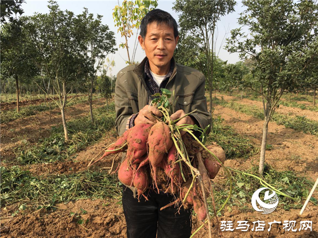 攜手北沃 見(jiàn)證豐收 ——北沃高鈣肥再顯神威，表現(xiàn)驚艷眾人！
