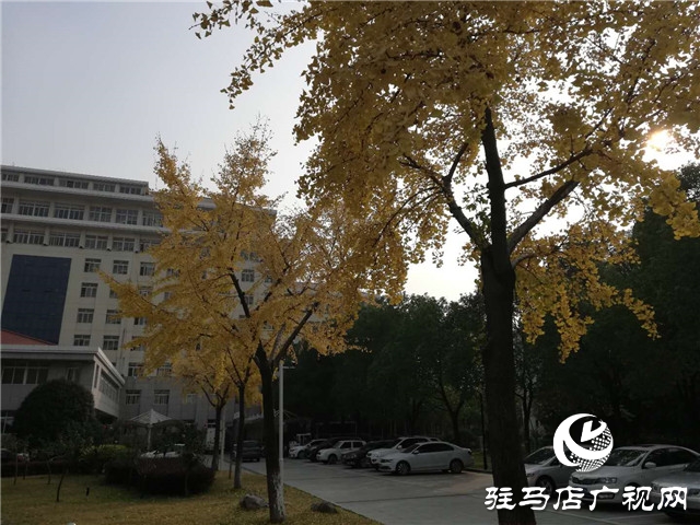 銀杏黃葉飄 賞景好時節
