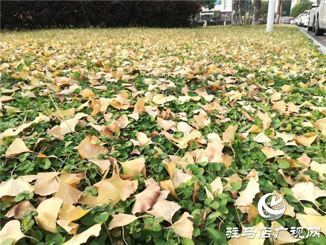 銀杏黃葉飄 賞景好時節