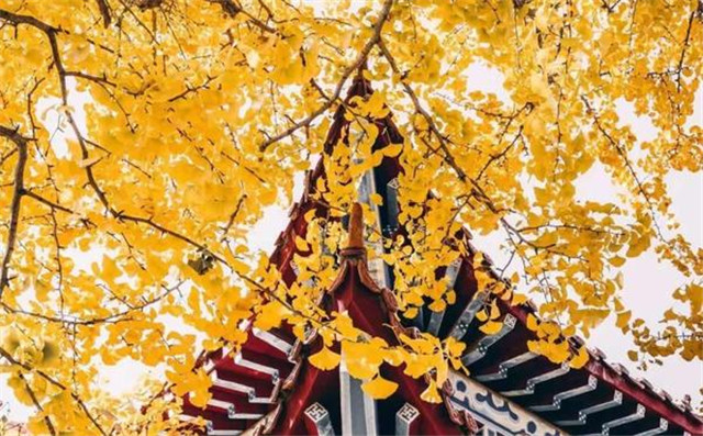 “古剎秋景惹人醉，金色滿園迎賓朋”——嵩山少林寺千年銀杏已到了一年之中最美時節(jié)！
