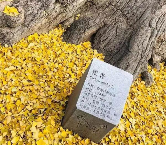 “古剎秋景惹人醉，金色滿園迎賓朋”——嵩山少林寺千年銀杏已到了一年之中最美時節(jié)！