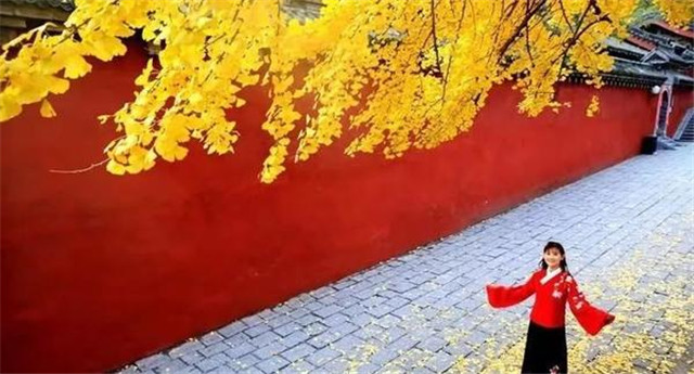 “古剎秋景惹人醉，金色滿園迎賓朋”——嵩山少林寺千年銀杏已到了一年之中最美時節(jié)！