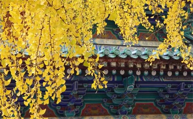 “古剎秋景惹人醉，金色滿園迎賓朋”——嵩山少林寺千年銀杏已到了一年之中最美時節(jié)！