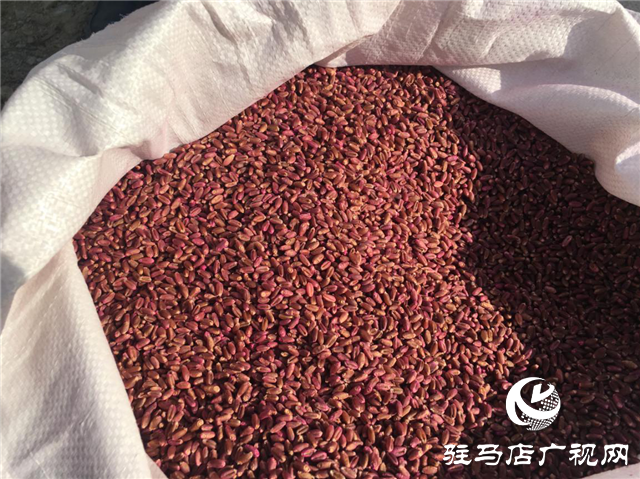 噸源種業組織召開小麥播種現場會