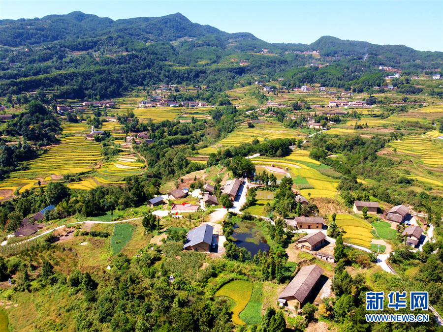 走進鄉村看小康丨湖北巴東牛洞坪村：層層梯田遍地金 稻谷豐收美如畫