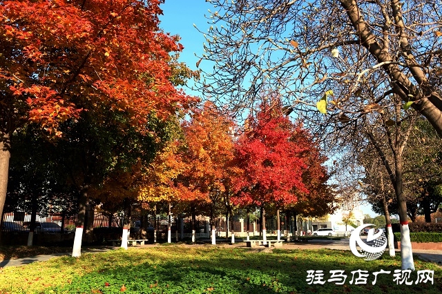 駐馬店驛城區：植樹添色彩 綠化助創文