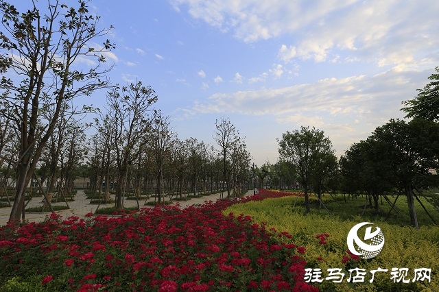 駐馬店驛城區：植樹添色彩 綠化助創文