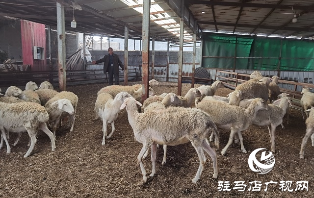 駐馬店驛城區：多產穩增收 拓展致富路