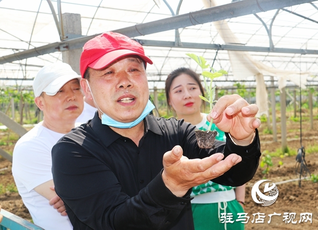 遂平杰美莊園：認養早春西瓜 見證小生命成長