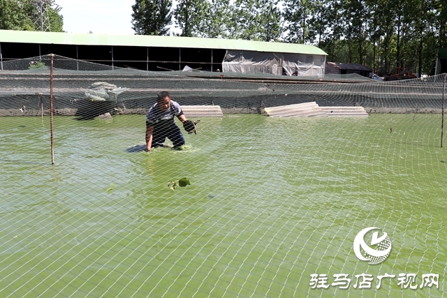 汝南縣板店鄉：水里撈出“金元寶”垃圾場變身“致富塘”
