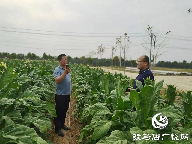 河南泌陽郭集鎮：綠葉變“金葉”點“燃”鄉村產業振興