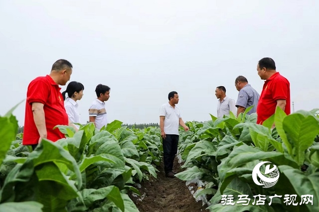 河南泌陽郭集鎮：綠葉變“金葉”點“燃”鄉村產業振興