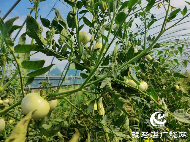 泌陽縣泰山廟鎮：蔬菜大棚鋪就群眾致富路