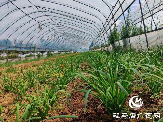 泌陽縣泰山廟鎮：蔬菜大棚鋪就群眾致富路