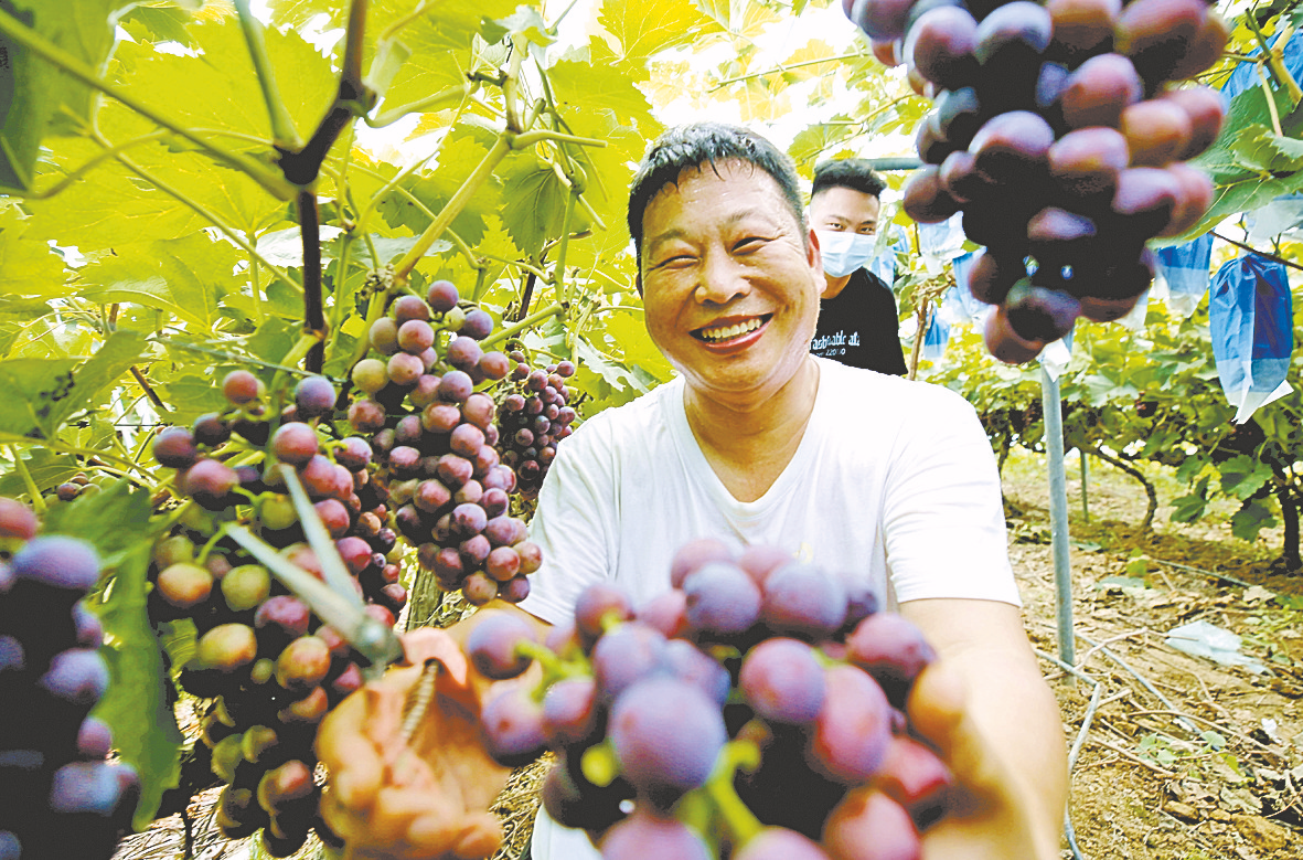 返鄉創業不忘鄉鄰 小葡萄串起大產業