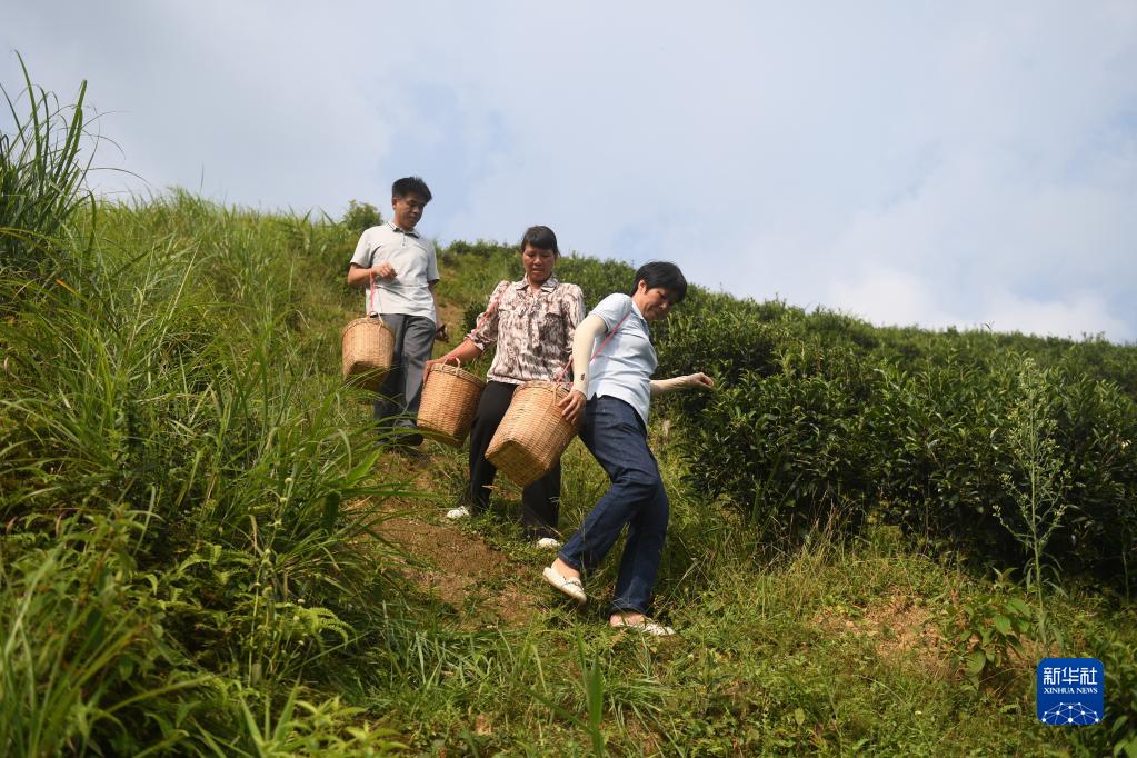 二十大代表風采丨祝雪蘭：茶香氤氳蘊初心