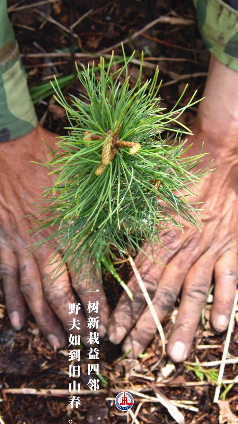 新華全媒+丨植樹傳統，從古詩中走來