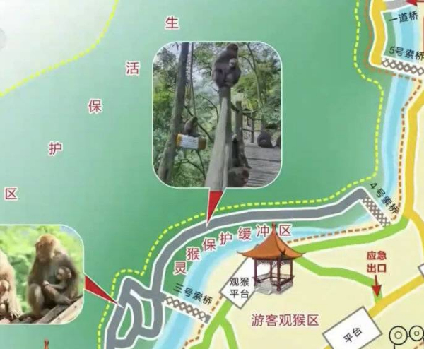 峨眉山猴子被拘留？假的！峨眉山猴子是國家二級保護動物