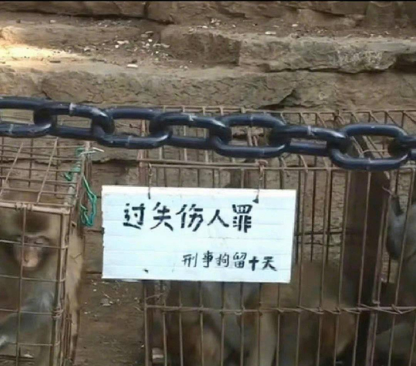 峨眉山猴子被拘留？假的！峨眉山猴子是國家二級保護動物