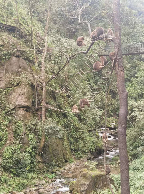 峨眉山猴子被拘留？假的！峨眉山猴子是國家二級保護動物
