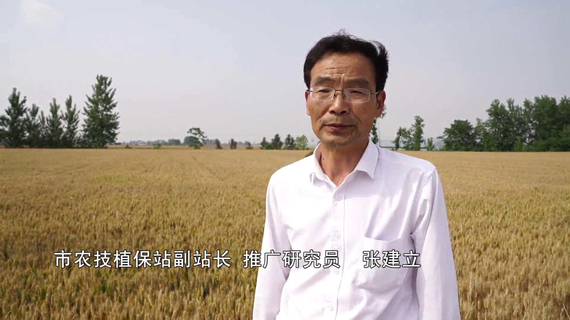 持續陰雨不利天氣 專家提醒三夏麥收要及早準備 搶收搶種