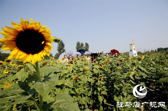 駐馬店市驛城區：葵花向陽開 鄉村迎客來