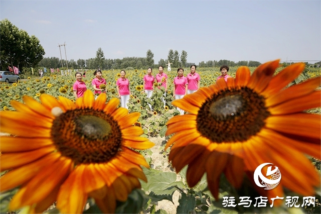 駐馬店市驛城區：葵花向陽開 鄉村迎客來