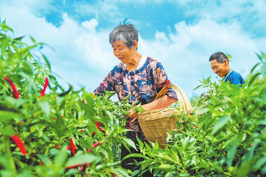 新時代 新征程 新偉業丨辣椒產業富百姓
