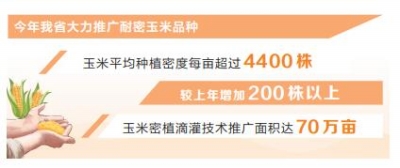 新時代 新征程 新偉業·豫見“三秋”丨玉米密植高產技術高在哪兒