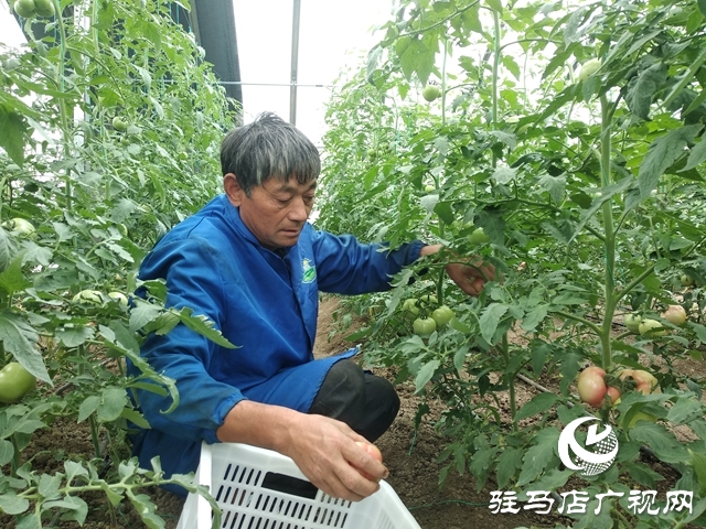 正陽縣：果蔬產業助力鄉村振興“加速跑”