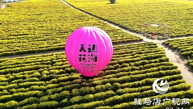 驛城區諸市鎮魏莊村：“天邊花海田園綜合體”項目助力鄉村振興
