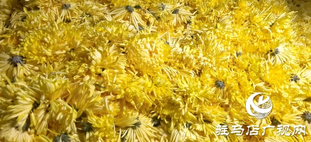 驛城區諸市鎮魏莊村：“天邊花海田園綜合體”項目助力鄉村振興
