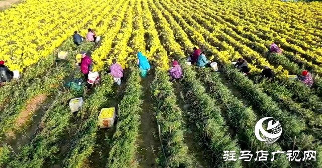 驛城區諸市鎮魏莊村：“天邊花海田園綜合體”項目助力鄉村振興