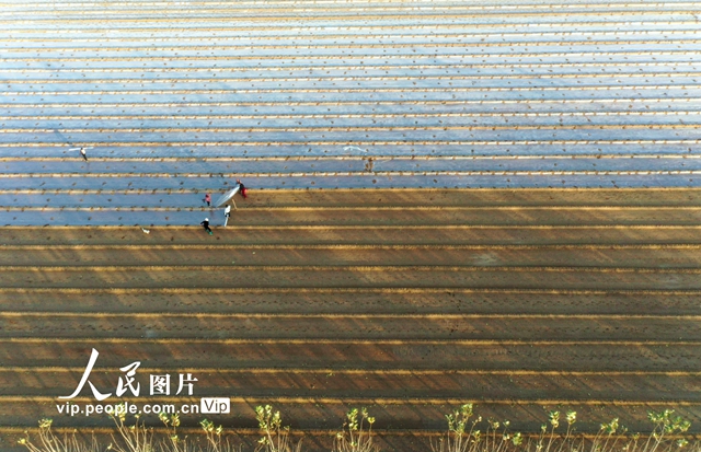 河南內黃：初冬時節冬種忙