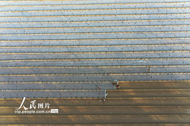 河南內黃：初冬時節冬種忙