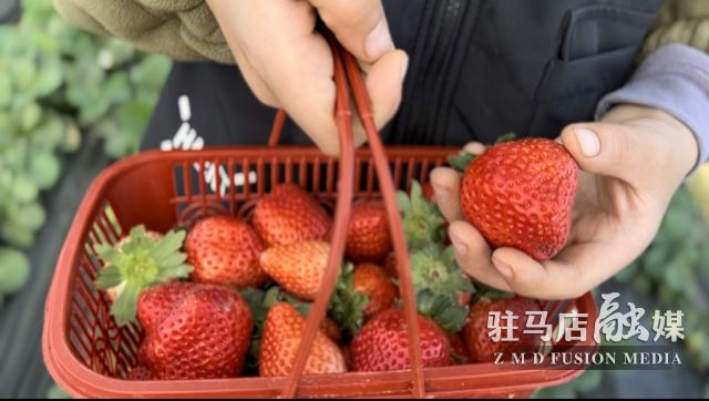 吃貨看過來！每斤35元！駐馬店這一水果新鮮上市......