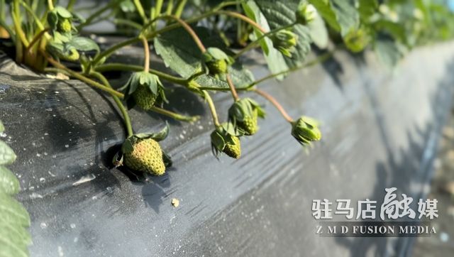 吃貨看過來！每斤35元！駐馬店這一水果新鮮上市......