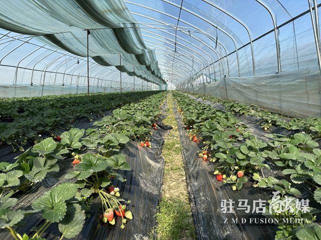 吃貨看過來！每斤35元！駐馬店這一水果新鮮上市......