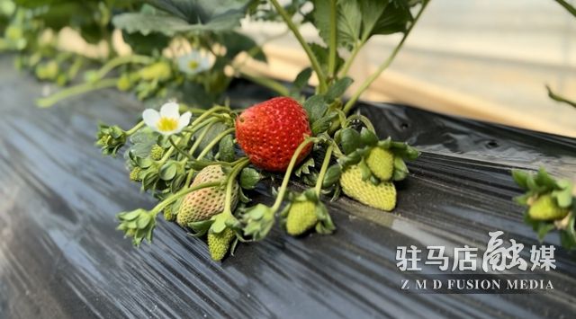 吃貨看過來！每斤35元！駐馬店這一水果新鮮上市......