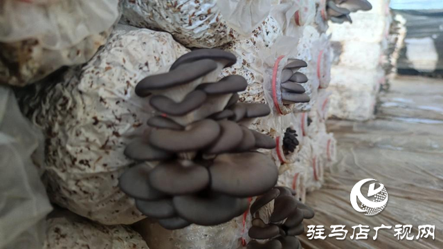 駐馬店市驛城區蟻蜂鎮：平菇香飄致富路